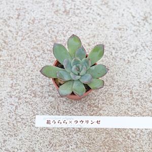 2苗セット 多肉植物 プラグ苗 1号ポットve...の詳細画像1