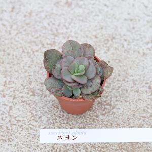 2苗セット 多肉植物 プラグ苗 1号ポットve...の詳細画像2