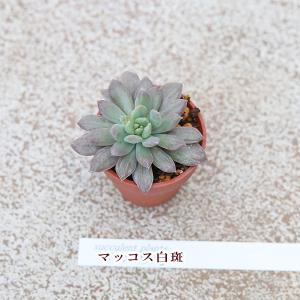 2苗セット 多肉植物 プラグ苗 1号ポットve...の詳細画像3
