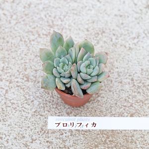 2苗セット 多肉植物 プラグ苗 1号ポットve...の詳細画像4