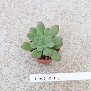 2苗セット 多肉植物 プラグ苗 1号ポットve...の詳細画像5