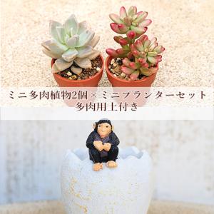 多肉植物 オパリナ錦 新入荷 るる農園 : るる農園 - 通販 - Yahoo