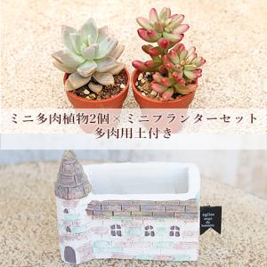多肉植物 可愛い♡小苗セット⑦(1苗プレゼント中) 2苗セット 多肉植物 プラグ苗 1号ポット 多年草 丈夫 かわいい 庭