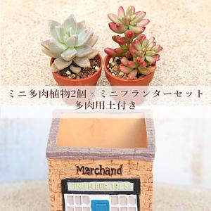 多肉植物2個×ミニプランターセット アタァリィェイ スクエア 培養土