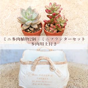 2苗セット 多肉植物 プラグ苗 1号ポット 多年草 丈夫 かわいい 庭