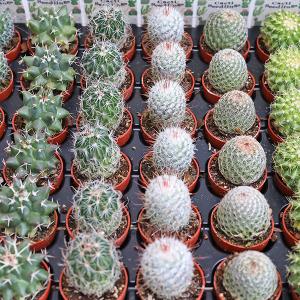 2苗セット サボテン 多肉植物 プラグ苗 1号...の詳細画像1