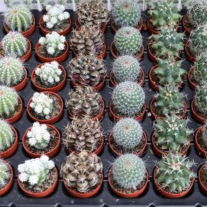 2苗セット サボテン 多肉植物 プラグ苗 1号...の詳細画像2