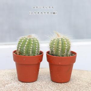 2苗セット サボテン 多肉植物 プラグ苗 1号...の詳細画像3