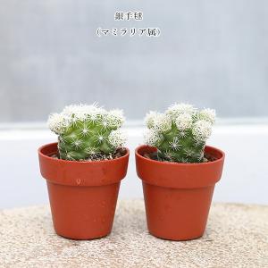 2苗セット サボテン 多肉植物 プラグ苗 1号...の詳細画像4