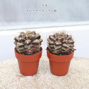 2苗セット サボテン 多肉植物 プラグ苗 1号...の詳細画像5