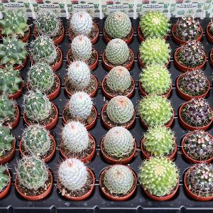 サボテン 品種おまかせ ミニサボテン（10株）アソート セット