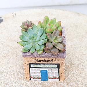 現品販売 かわいいプランター×ミニ多肉植物寄せ...の詳細画像1