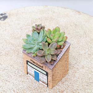 現品販売 かわいいプランター×ミニ多肉植物寄せ...の詳細画像2