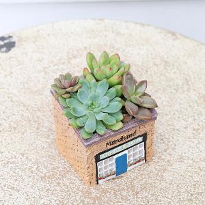 現品販売 かわいいプランター×ミニ多肉植物寄せ...の詳細画像3