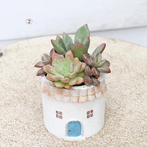 現品販売 かわいいプランター×ミニ多肉植物寄せ...の詳細画像4