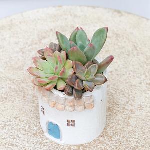 現品販売 かわいいプランター×ミニ多肉植物寄せ...の詳細画像5
