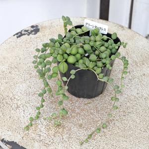 多肉植物 グリーンネックレス 3号 ミドリノス...の詳細画像1