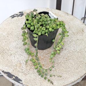 多肉植物 グリーンネックレス 3号 ミドリノス...の詳細画像2