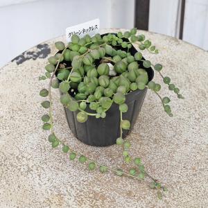 多肉植物 グリーンネックレス 3号 ミドリノス...の詳細画像3