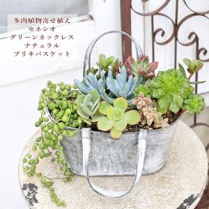 現品販売 多肉植物寄せ植え セネシオ＆グリーンネックレス ナチュラルブリキバスケット おしゃれ