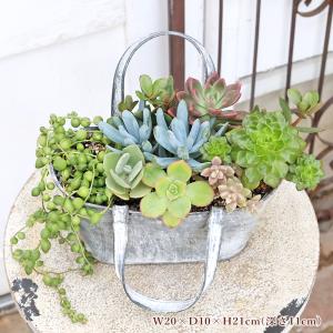 現品販売 多肉植物寄せ植え セネシオ&グリーン...の詳細画像1
