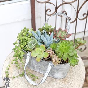 現品販売 多肉植物寄せ植え セネシオ&グリーン...の詳細画像2