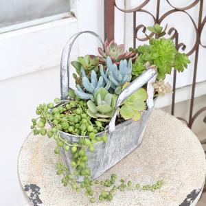 現品販売 多肉植物寄せ植え セネシオ&グリーン...の詳細画像3