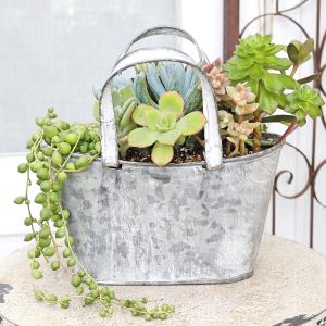 現品販売 多肉植物寄せ植え セネシオ&グリーン...の詳細画像4