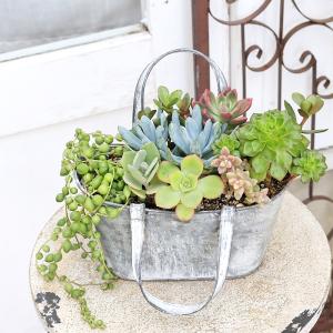 現品販売 多肉植物寄せ植え セネシオ&グリーン...の詳細画像5