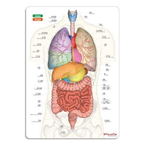 内臓まるわかりシート (人体まるわかりシート)