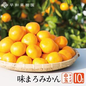 お歳暮 みかん 有田みかん 御歳暮 産地直送 味まろみかん中玉 10kg 送料無料 早和果樹園 和歌山