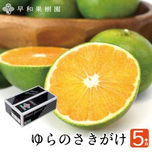 みかん ゆらのさきがけ 5kg 送料無料 YN26 極早生 有田みかん 和歌山 温州 家庭用 産地直送 早和果樹園｜sowamikan