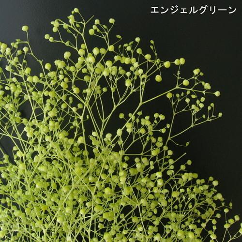 かすみ草 小束 グリーン エンジェルグリーン ホワイト カスミ草 かすみ ドライフラワー アレンジメ...