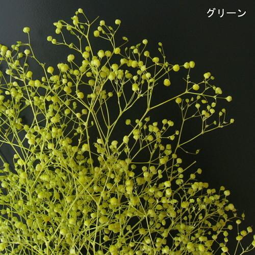 かすみ草 大束 グリーン エンジェルグリーン ホワイト takeda タケダ ドライフラワー ジオラ...