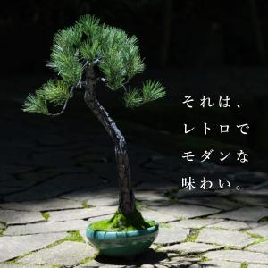 盆栽 モダン 黒松 Bunjin 50cm 高...の詳細画像3