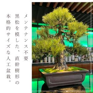盆栽 モダン 黒松 Chokkan 45cm ...の詳細画像1
