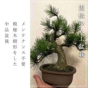 盆栽 モダン 黒松 Moyogi Light ...の詳細画像1