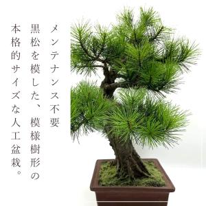 盆栽 モダン 黒松 Moyogi 40cm 高...の詳細画像1