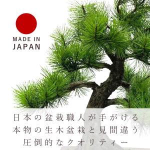 盆栽 モダン 黒松 Moyogi 40cm 高...の詳細画像2