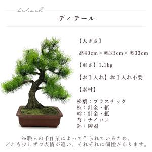 盆栽 モダン 黒松 Moyogi 40cm 高...の詳細画像4