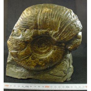 オルソセラス 直角貝 化石 プレート（約1061.5g）スタンド付き