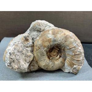 アンモナイト ディプロモセラス科群生/ポリプチコセラス 1489 : ラピス