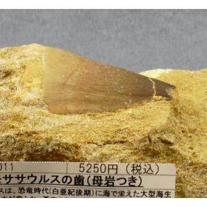 モササウルスの歯母岩つきblapiz-0011｜specimen-lapiz