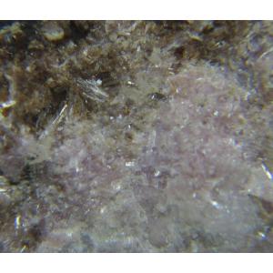 Potassium feldspar(カリ長石：マネバッハ式双晶)岐阜県蛭川田原6690