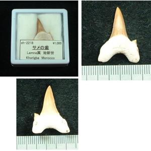 サメの歯化石 母岩付（オトドゥス）No.28 : 海洋工房 - 通販 - Yahoo