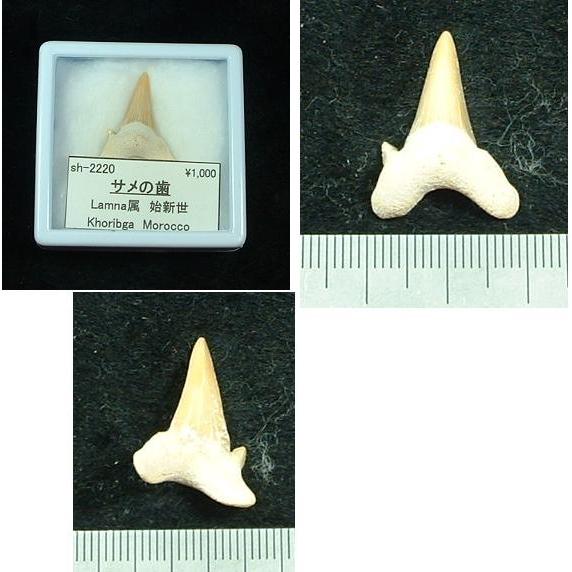 サメの歯化石2220