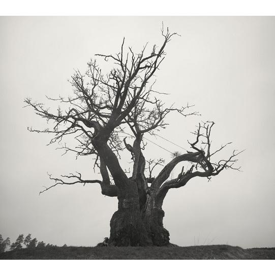 【新品】1週間以内発送　SEKAI NO OWARI 2010-2019 (初回限定盤 2CD＋LI...