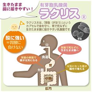 犬猫用乳酸菌 ザ・乳酸菌 1g×10袋の詳細画像2