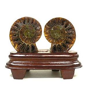 アンモナイト(化石)小さいサイズ 台座付き