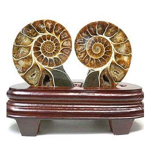 アンモナイト(化石) 80×60mm 台座付き
